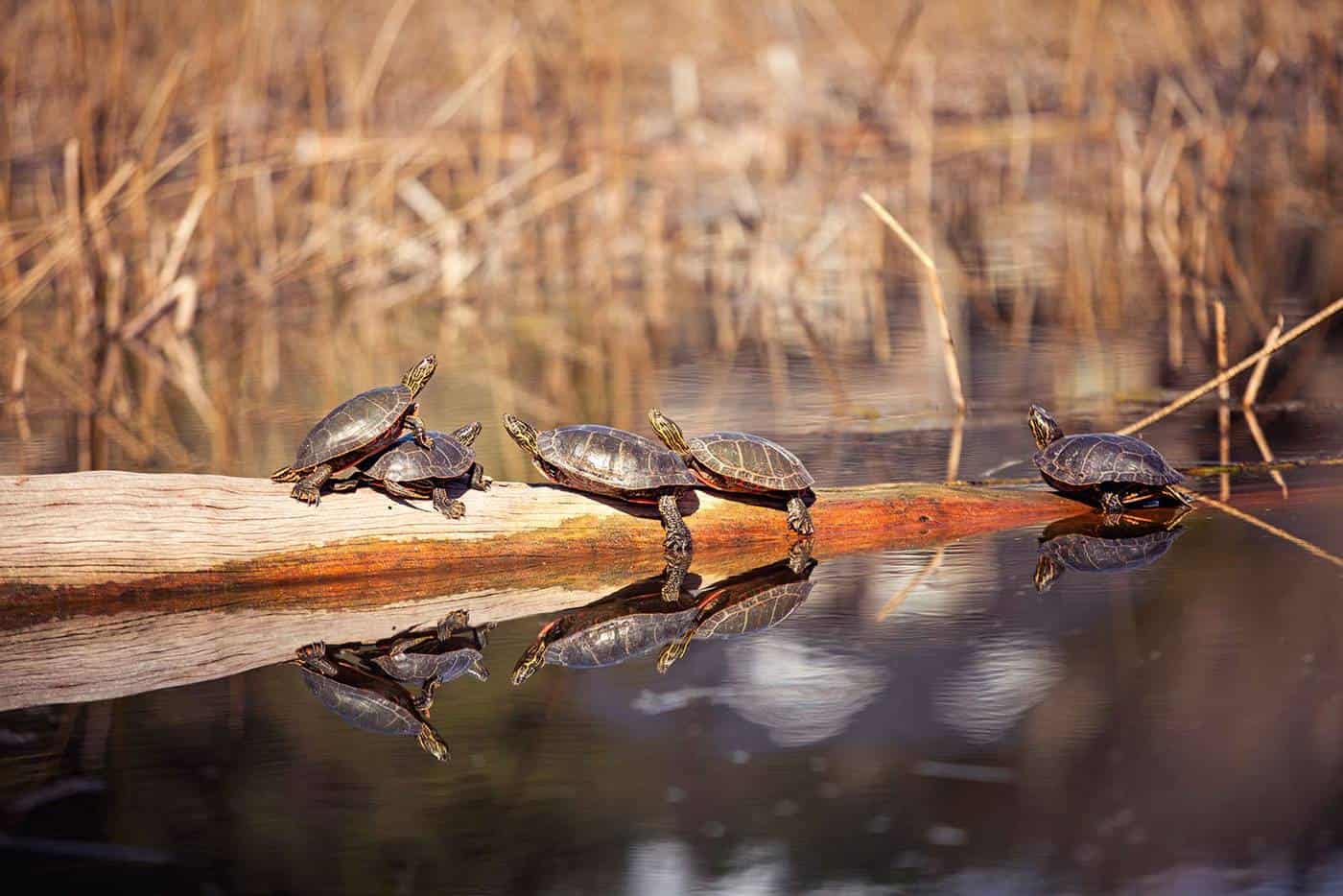 Wilden Community Turtles
